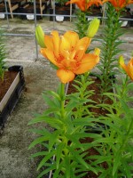 [1614 OrangeTwins No02.JPG]